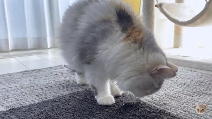 床に落ちたティアラを嗅ぐ白い長毛猫
