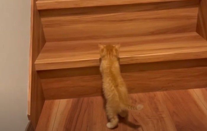 階段下にいる子猫