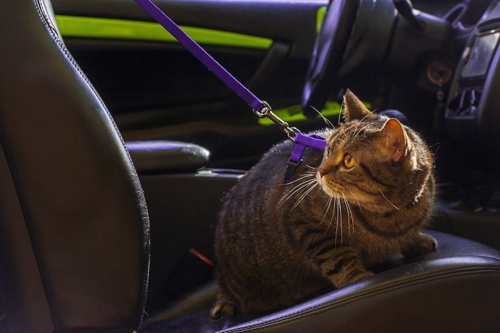 ハーネスをして車にのる猫