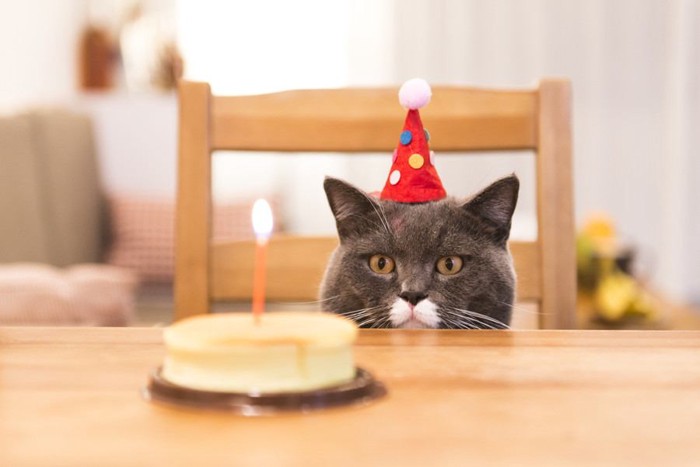 誕生日ケーキと猫