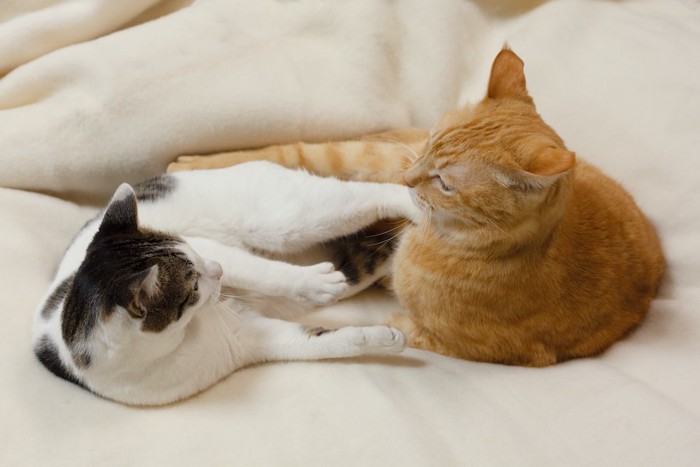ベッドの上で茶トラ猫を足で蹴る白黒の猫