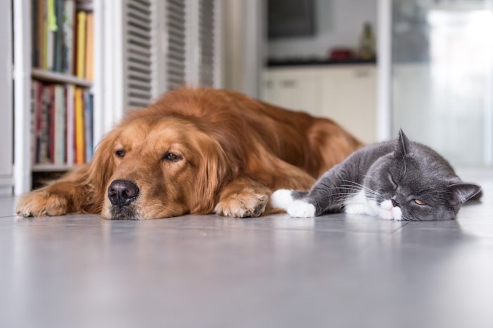 並んで眠る猫と犬