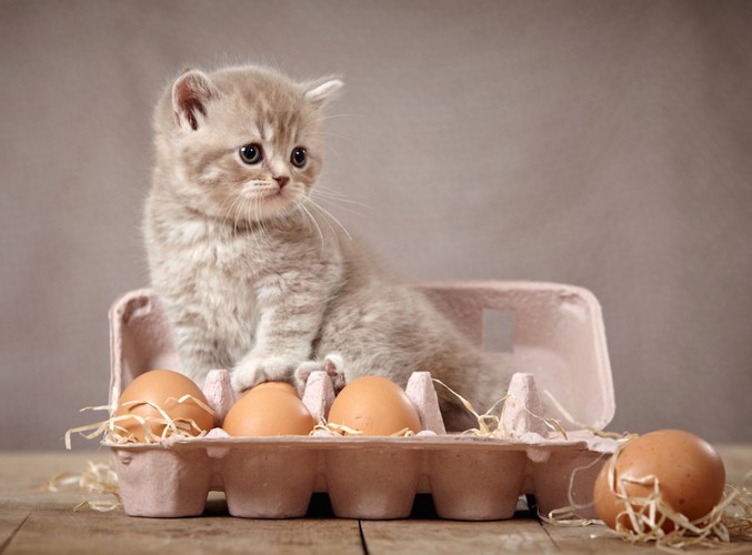 卵のケースに入った子猫