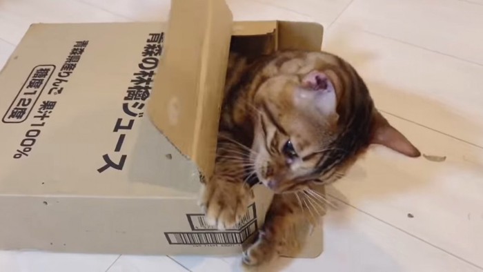 箱をかじる猫