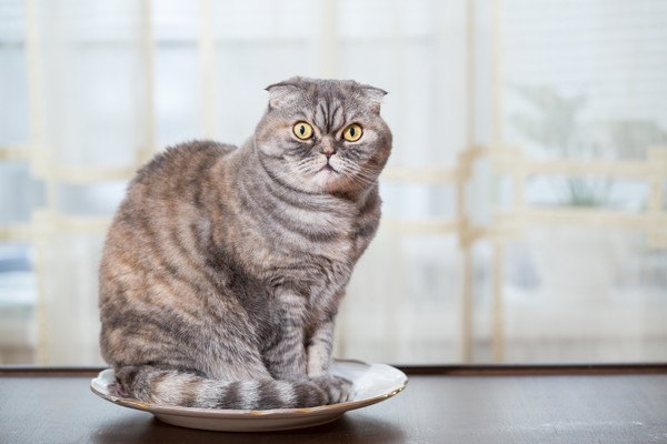 皿の上に猫
