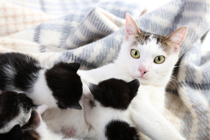 子猫たちに授乳するママ猫
