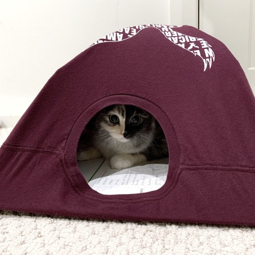 猫がテントに入っている姿