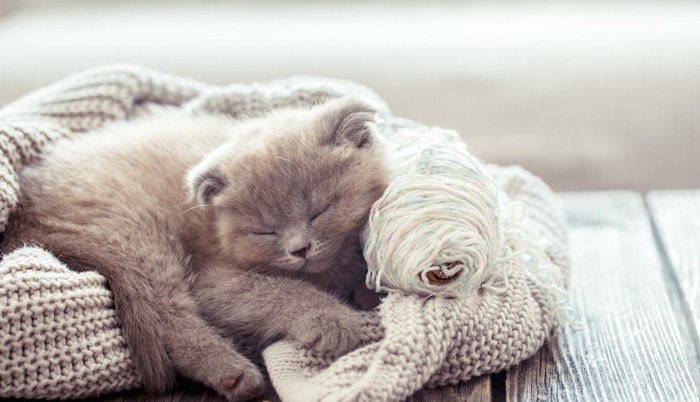 セーターの上で眠る子猫