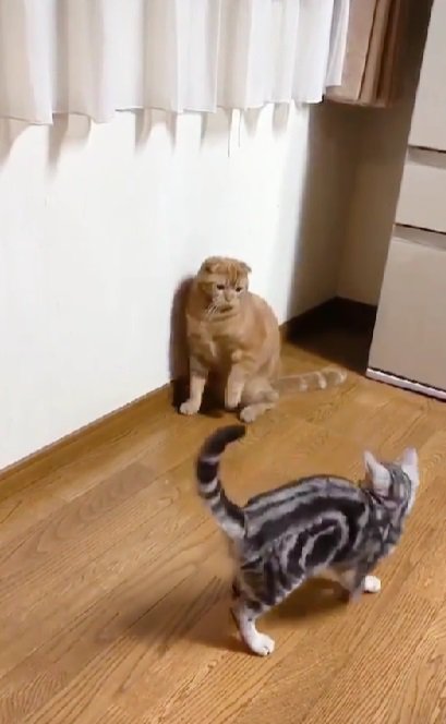 見つめ合う兄猫と妹猫