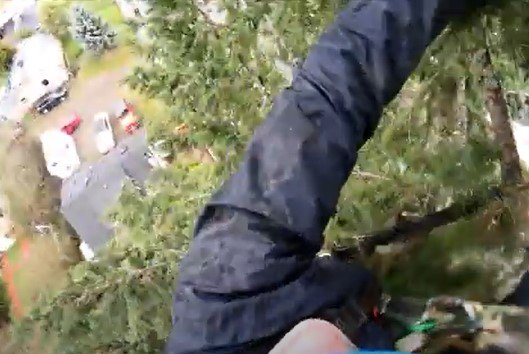 木に登るショーン