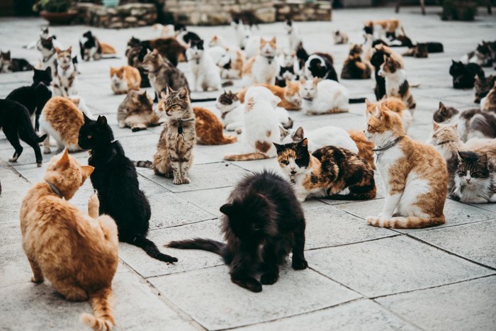 たくさんの猫