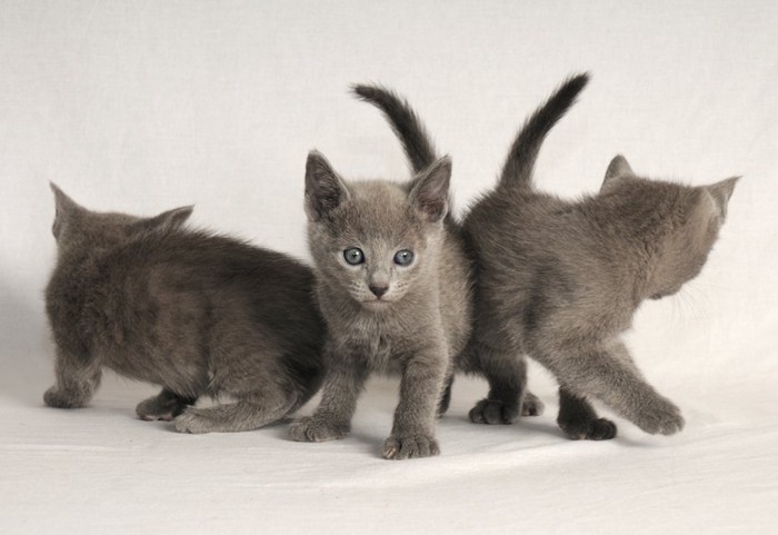 お尻をくっつけている三匹のロシアンブルーの子猫