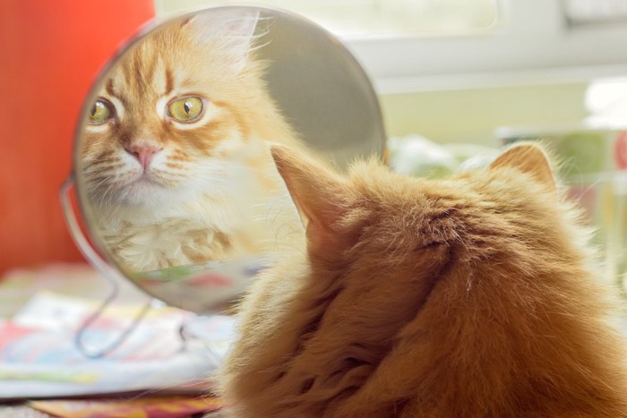 鏡に映る自分の姿を見つめる猫