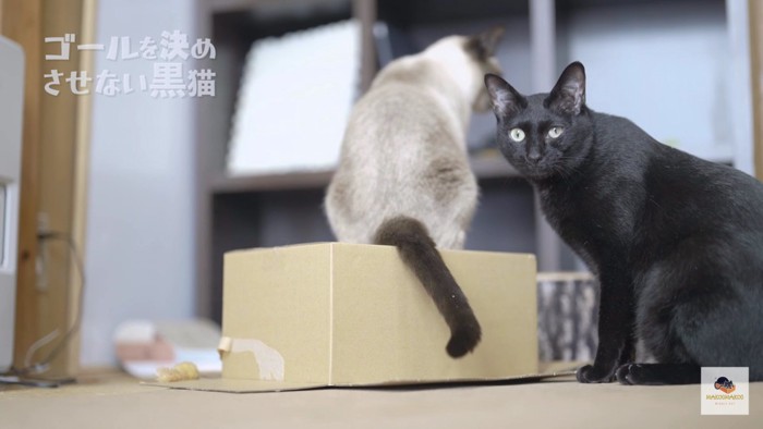 黒猫と箱の上のシャム猫