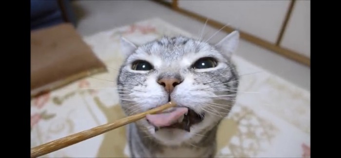 箸をぺろぺろする猫