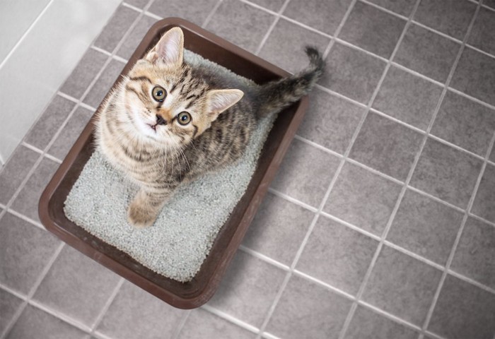猫用トイレに入って見上げる子猫