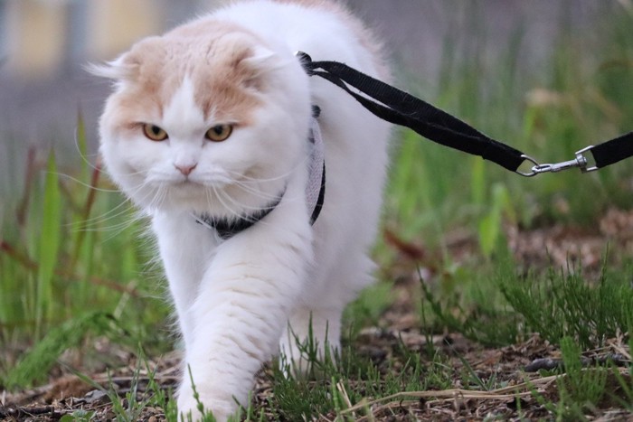 ハーネスを着けて散歩する猫