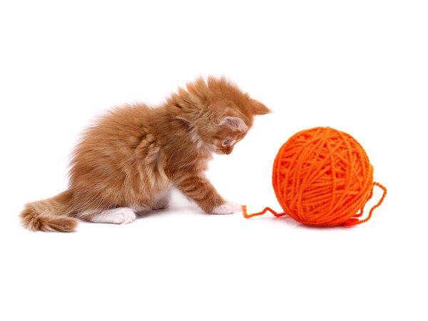 毛糸に反応する子猫