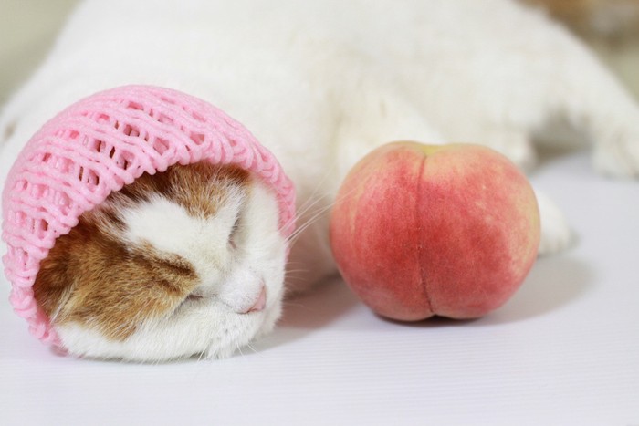 かぶり物をした猫と桃