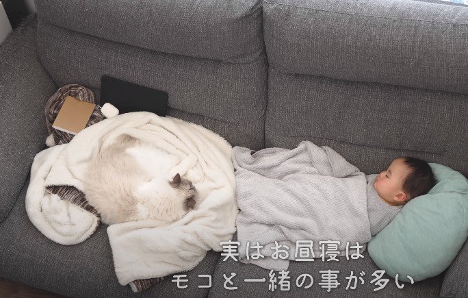 ソファーで眠る赤ちゃんと猫