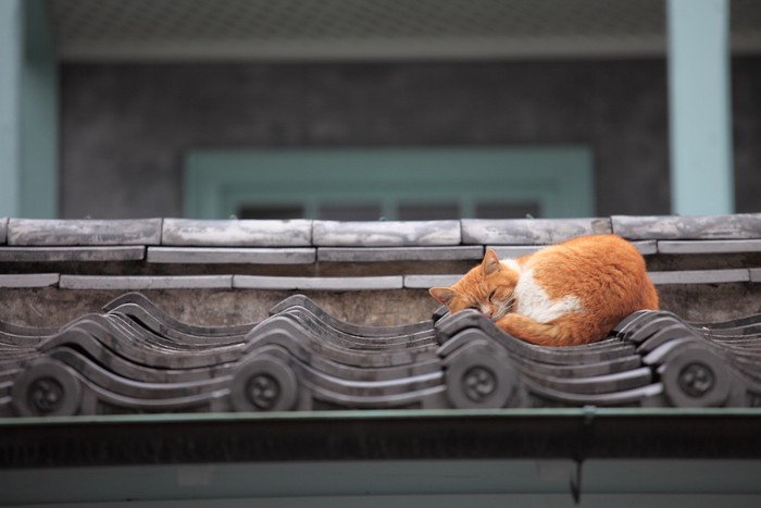 屋根の上で眠る猫
