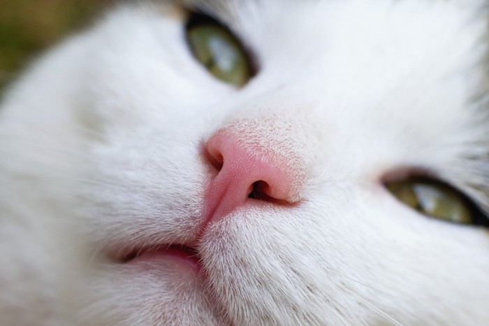 猫のピンクの鼻のアップ画像