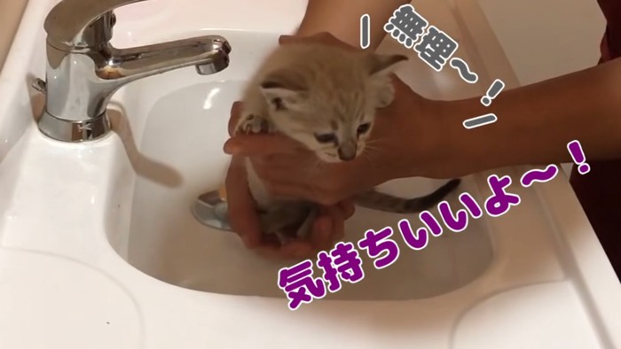 お湯の中に入れられる子猫