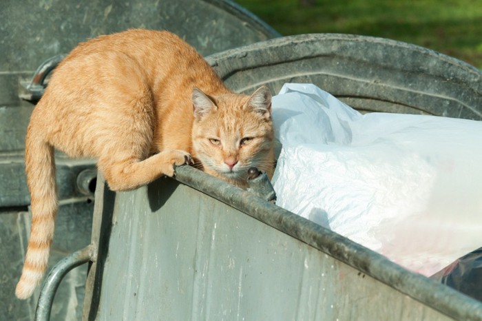 ごみ箱と猫