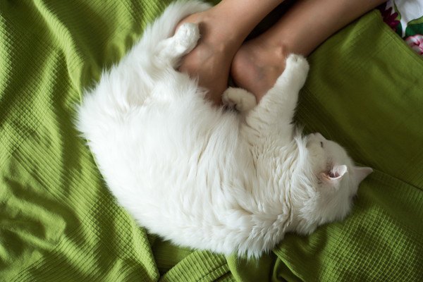 足の上で寝る白猫