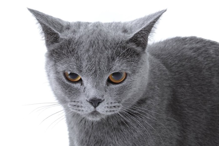 嫌そうな表情をした灰色の猫