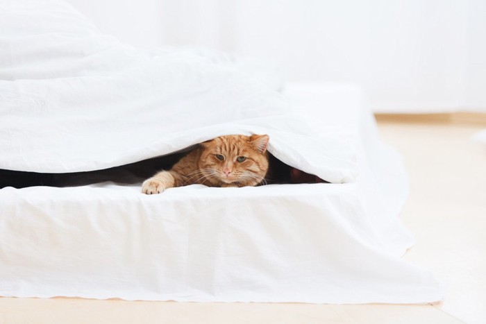 ベッドの中の猫