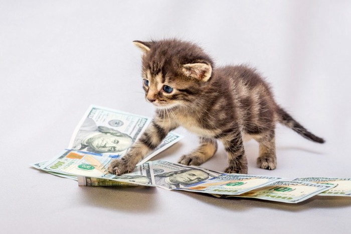 お金の上で遊ぶ子猫