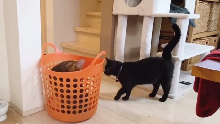 かごに入る猫と黒猫