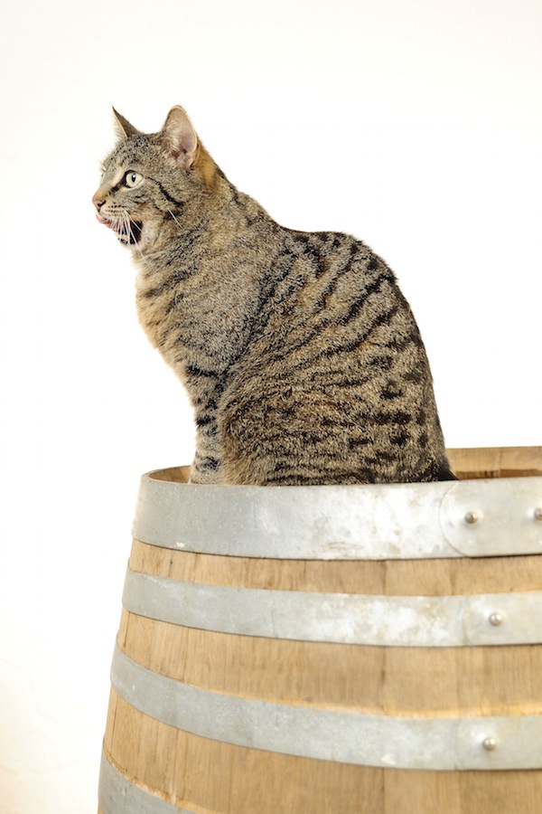樽の上に座っているトラ猫