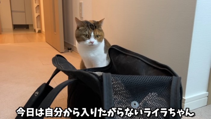 バッグを見る猫