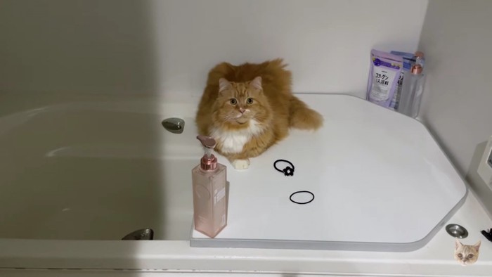 お風呂の蓋の長毛猫