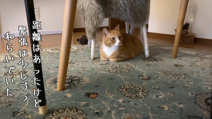 椅子の下にいる猫