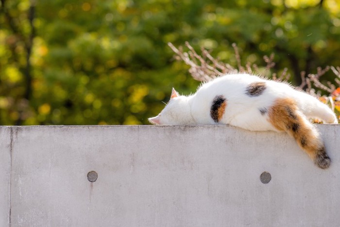 塀の上のギリギリで眠る猫