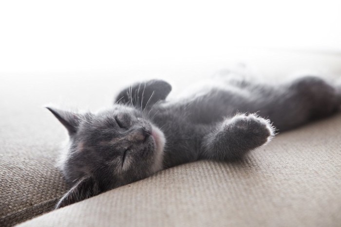 ソファーで仰向けで眠る子猫