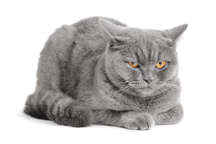 不機嫌な表情のグレーの猫
