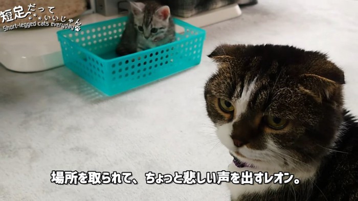 カゴに入る子猫と横を見る成猫