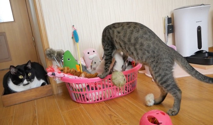 おもちゃ箱からおもちゃを取り出す猫