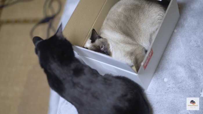 箱の中でくつろぐシャム猫
