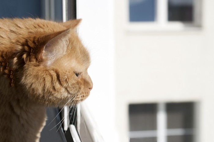 窓の外を見る猫