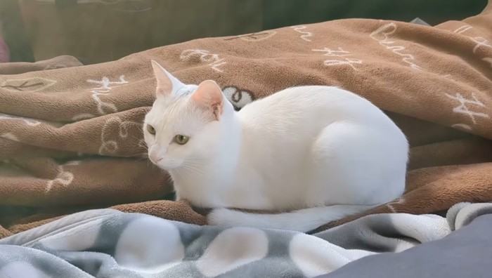 布団の上にいる白猫