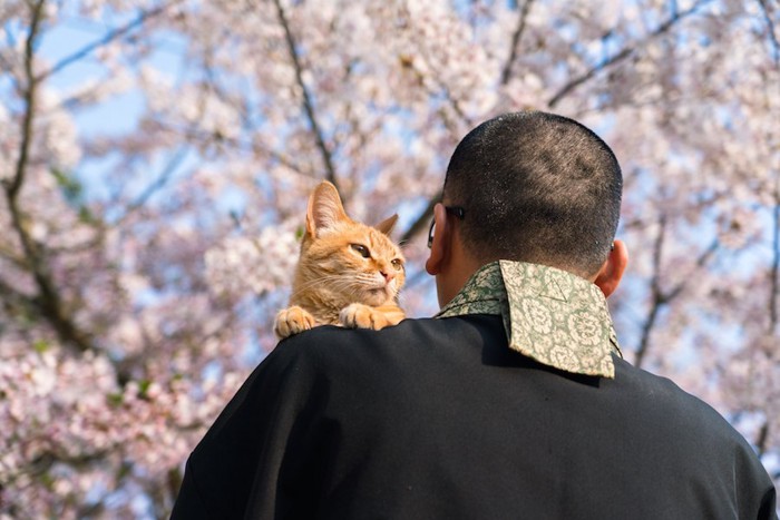 僧侶に抱っこされている猫