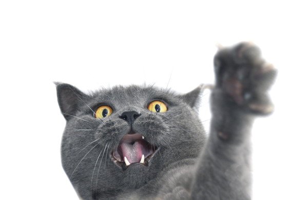 手を挙げて怒る灰色の猫