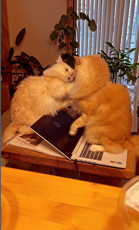 パソコンの上で闘志をメラメラ燃やす猫たち