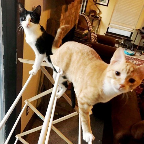 物干しざおの上で遊ぶ2匹の子猫