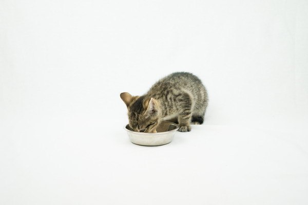 餌を食べている猫
